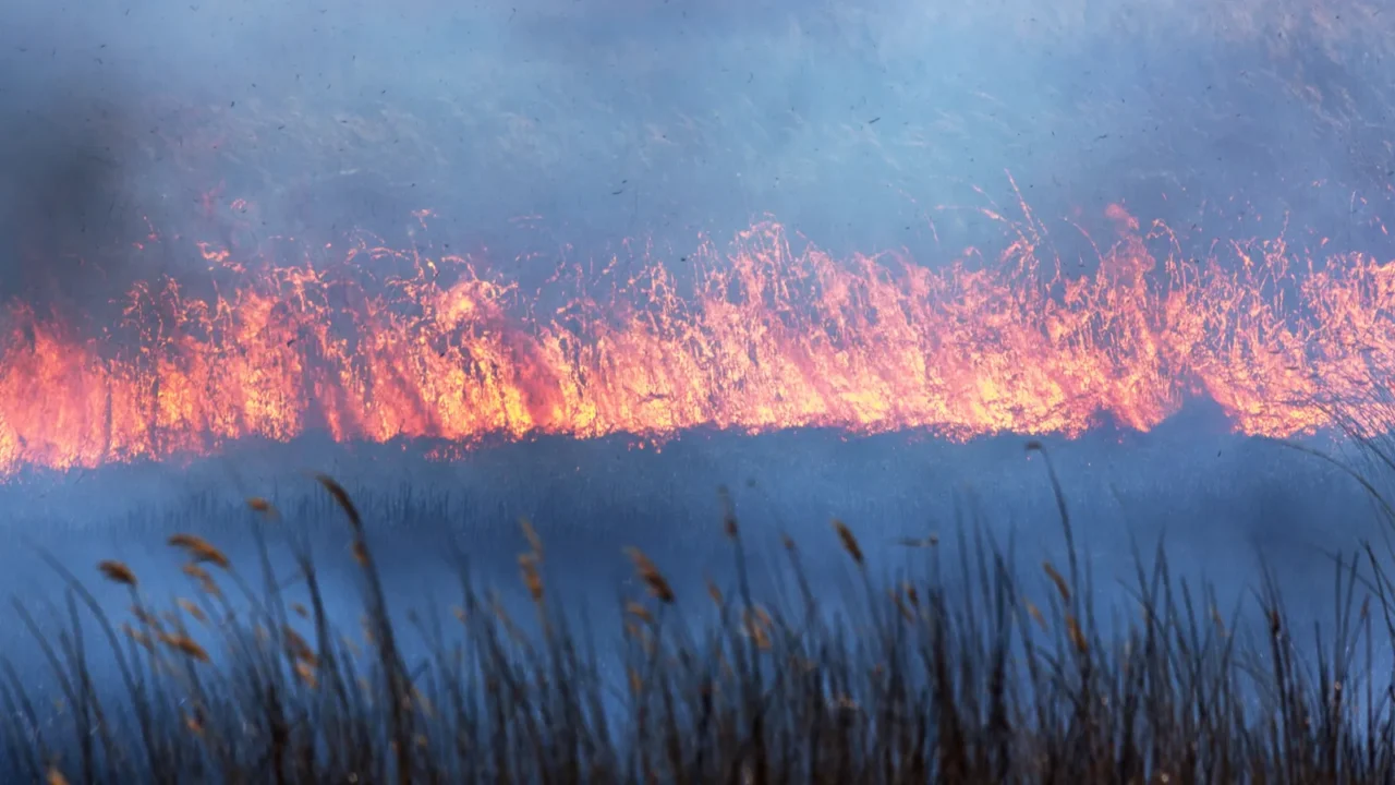 raging forest spring fires burning dry grass reed along lake