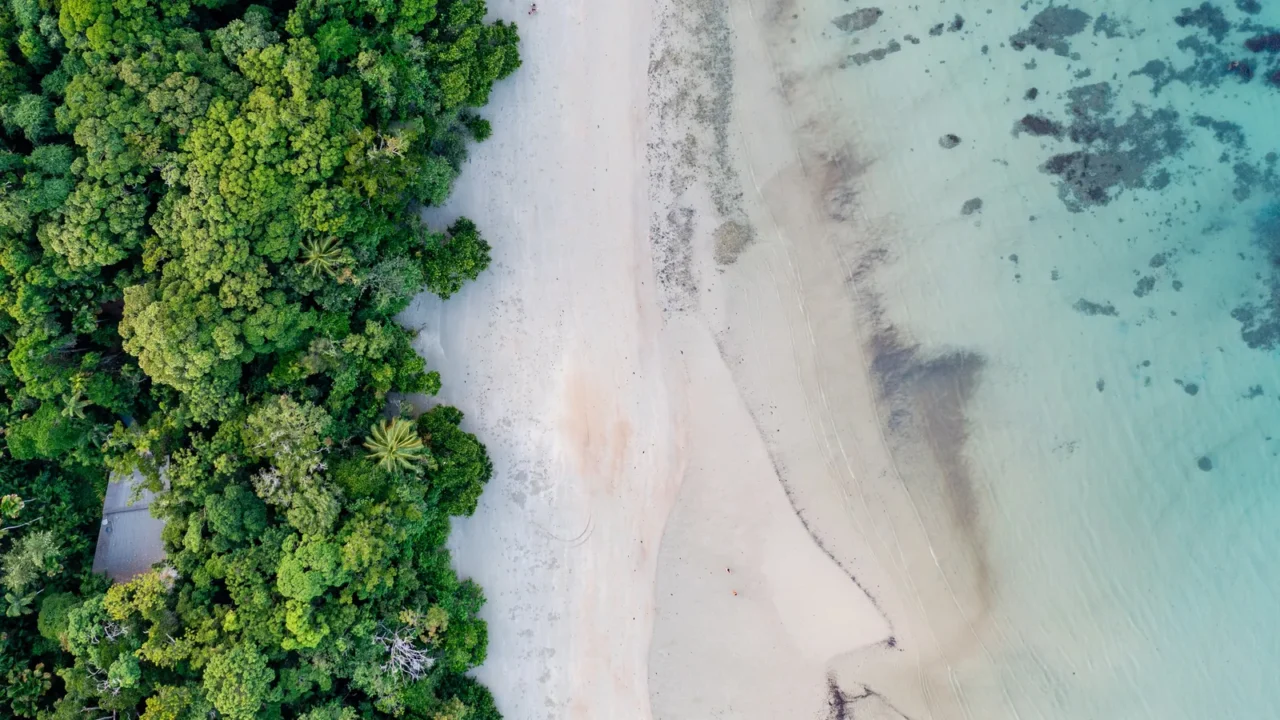 rainforest meets the reef in the daintree national park queensland