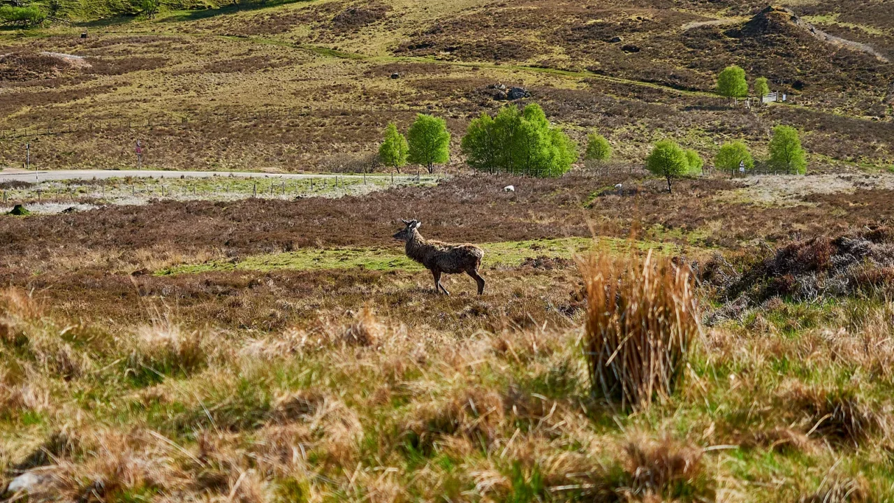 roe deer stag standing in the rough landscape of the