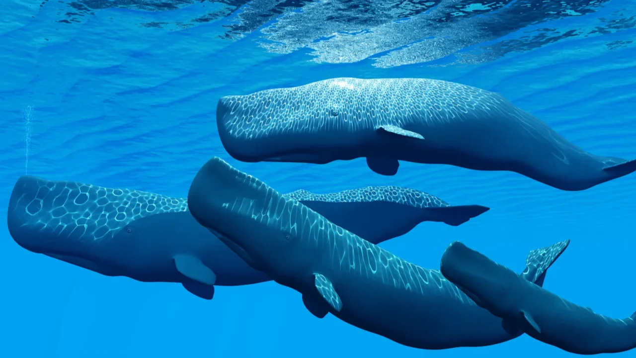 sperm whale family