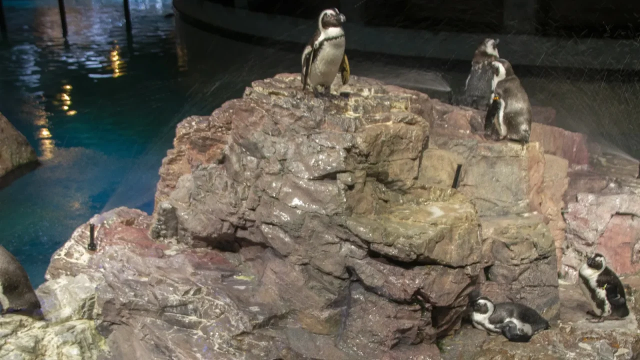 the boston aquarium has a wide variety of fish animals