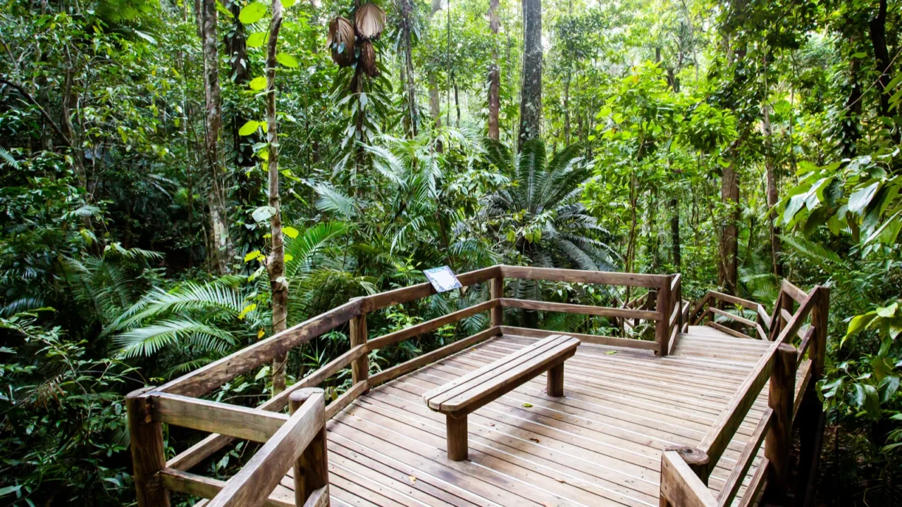 the daintree jindalba boardwalk in australia