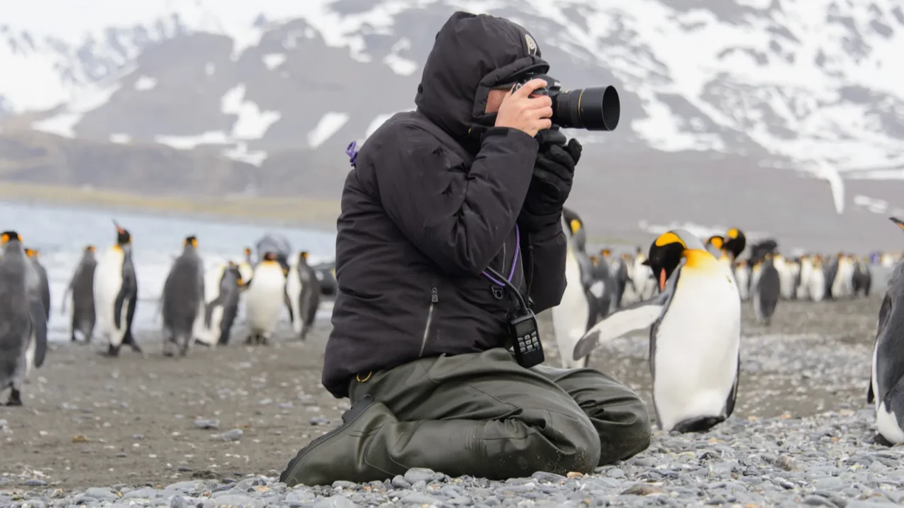 tourist takes photo of king penguin on south georgia