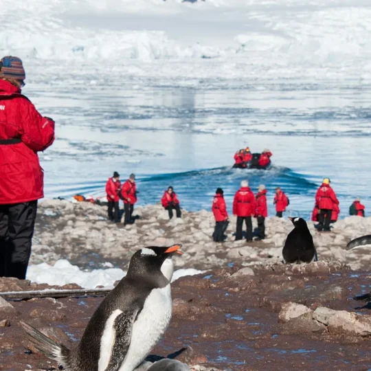 The unexpected role of penguins in boosting winter tourism across U.S. states