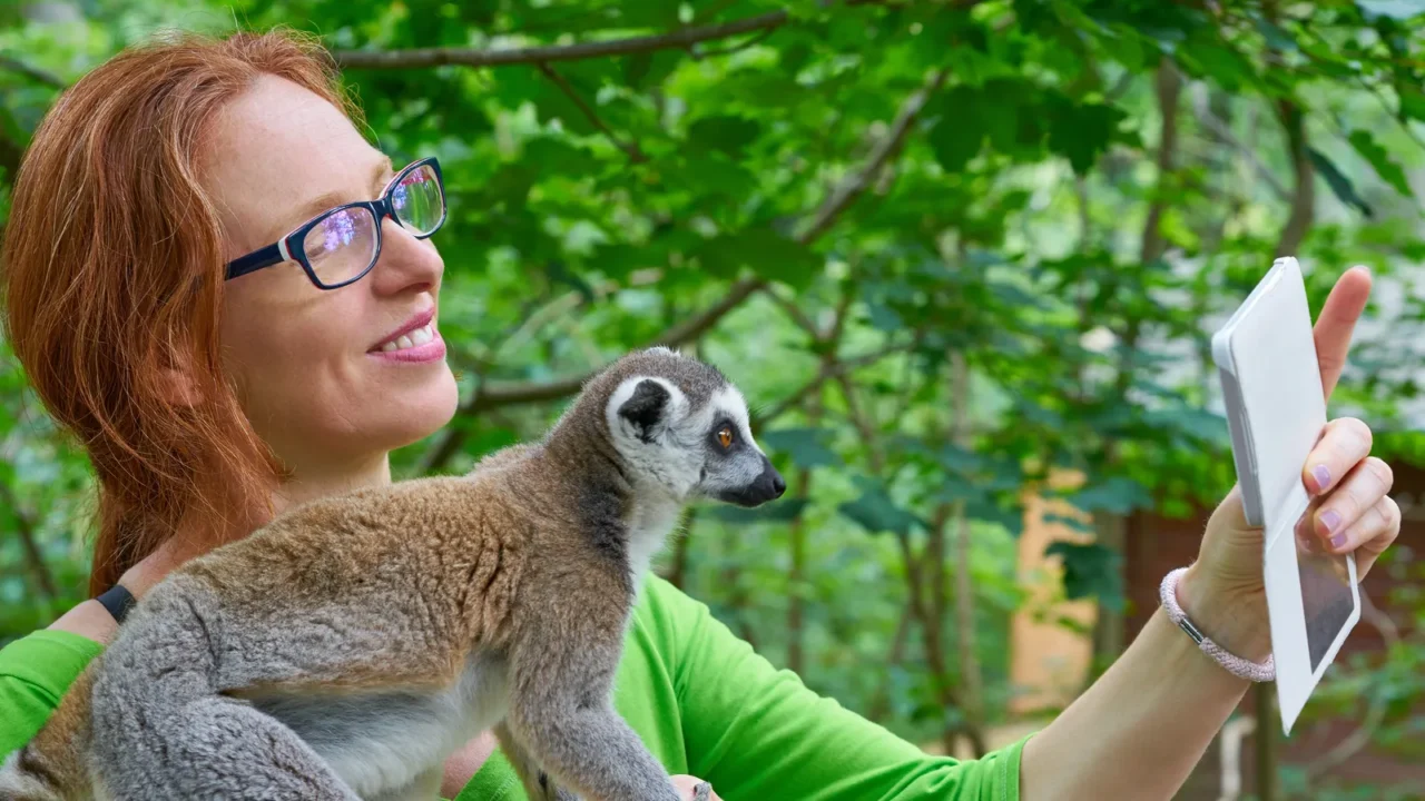 woman taking photo selfie with ring tailed lemur animal outdoor