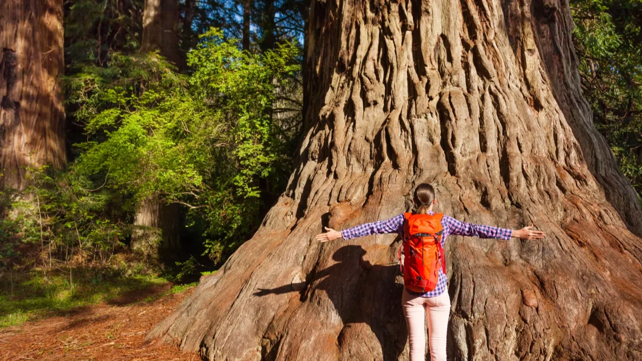 woman with straight arms in redwood california