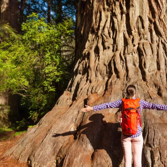 Forests known for unusual sounds and natural echoes