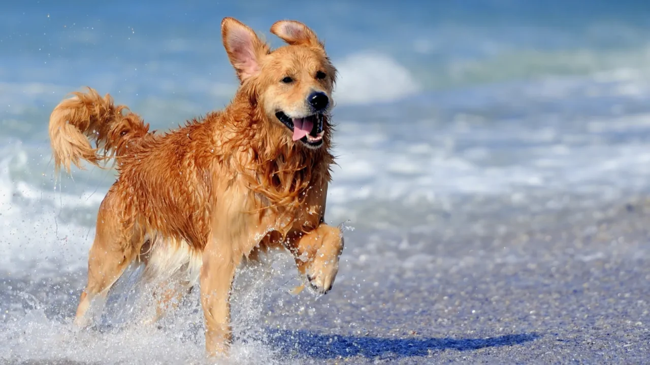 young golden retriever running on the beach
