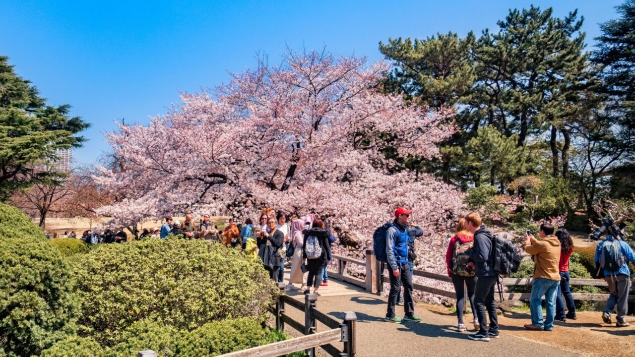 4 April 2019: Tokyo, Japan - Crowd of visitors in Shinjuku Gyoen National Garden, Tokyo, in cherry blossom season.