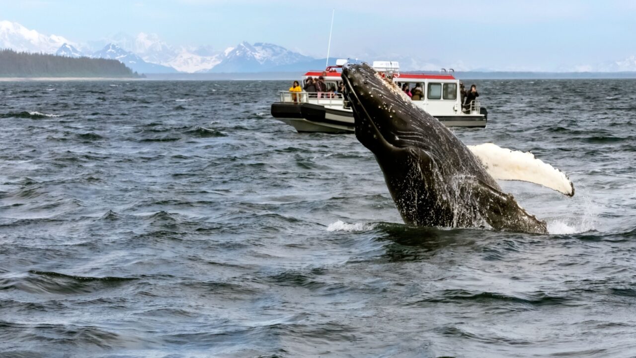 Beautiful, large humpback whale breaching in front of sight-seeing boat with excited tourists on a blue summer sky day in Icy Strait Point, Alaska.