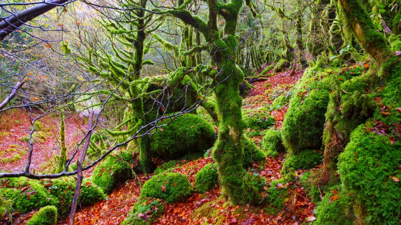 autumn selva de irati beech jungle in navarra pyrenees spain
