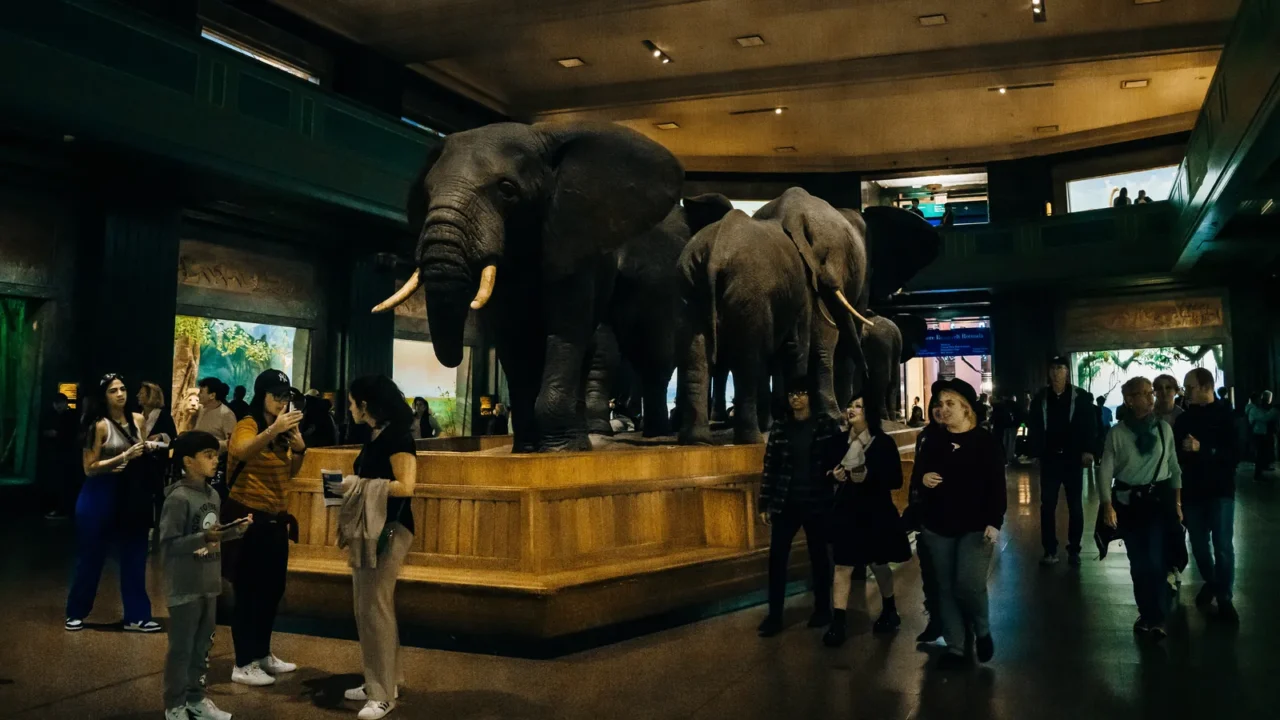displays at american museum of natural history new york usa