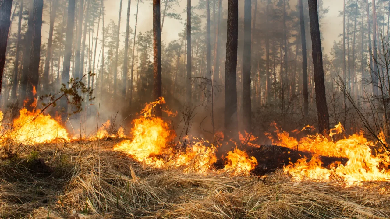 forest fire in progress