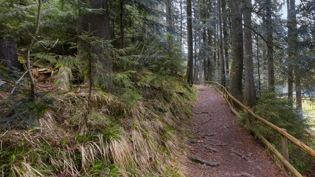 hiking trail along trees in spring nature