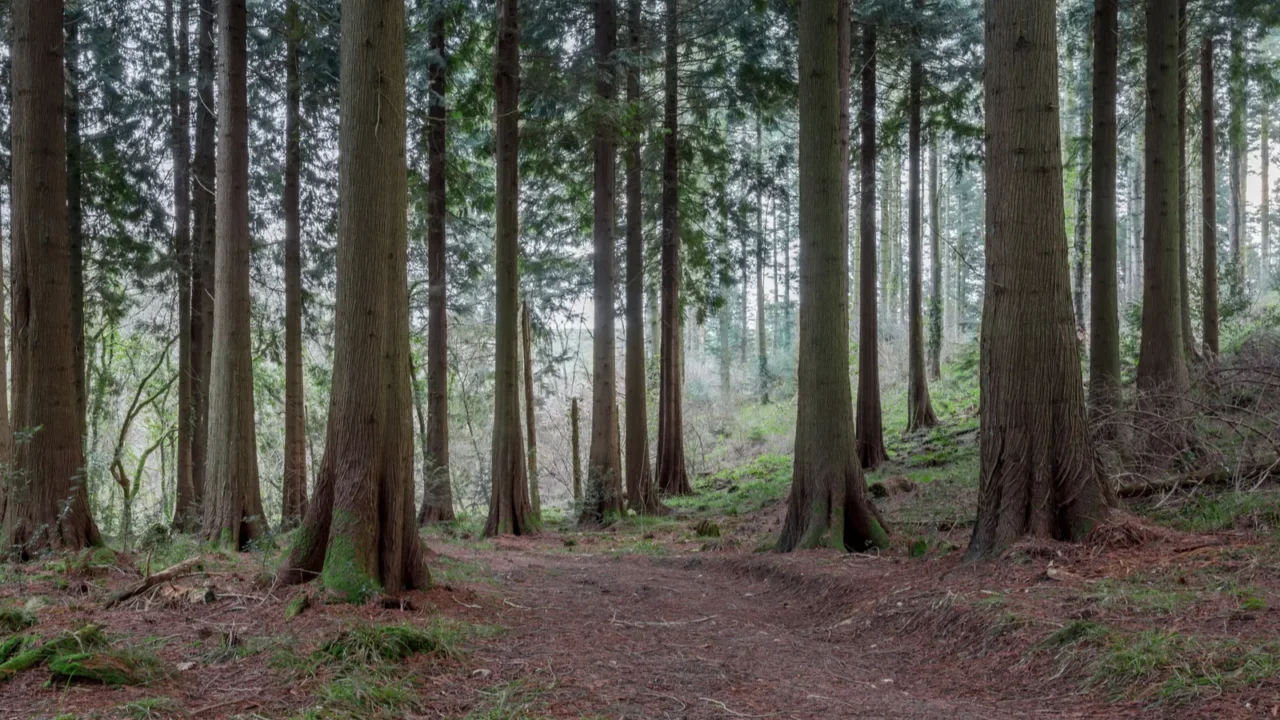 idless woods in autumn cornwall england uk