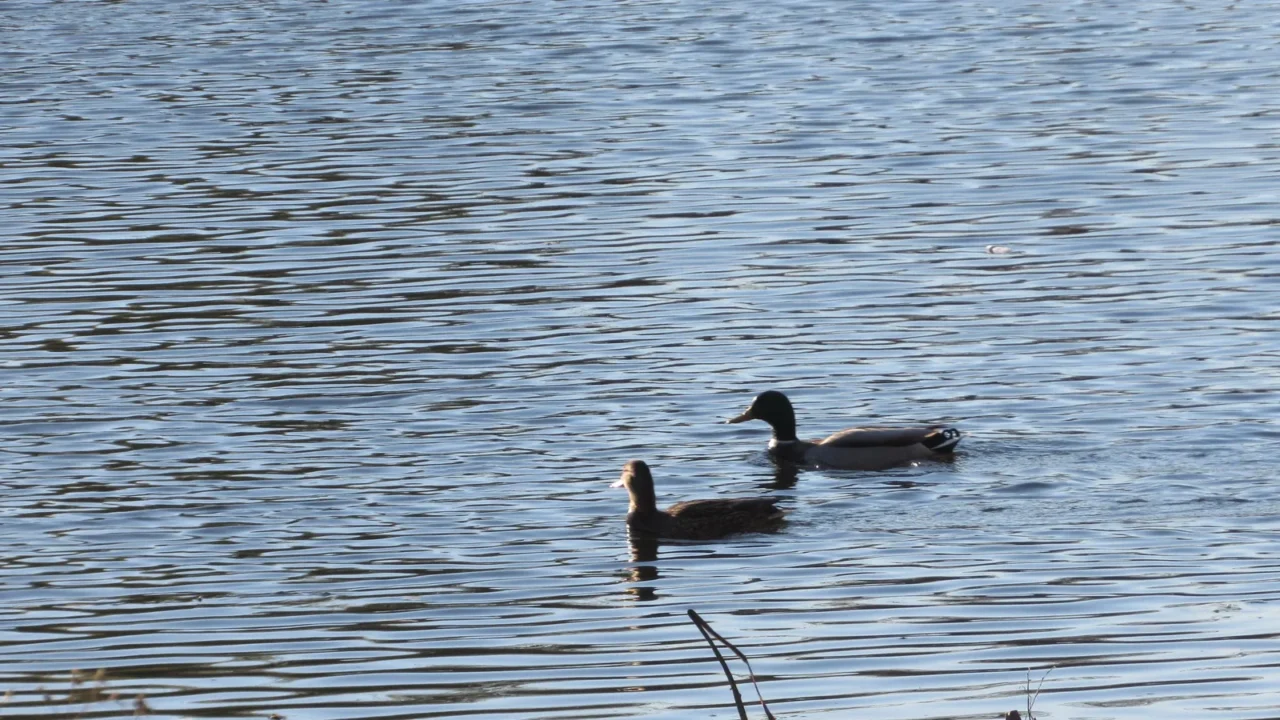 white duck on the water