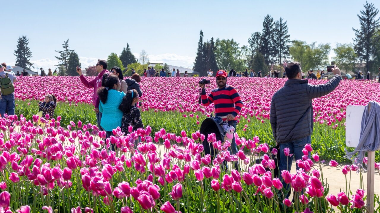 Mt. Vernon, Washington, United States - 04-28-2019: A view of people enjoying the tulip fields at RoozenGaarde during the Skagit Valley Tulip Festival.