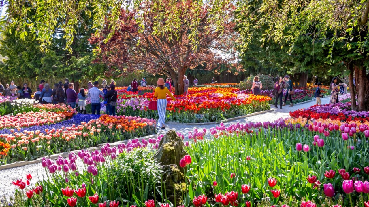 Mt. Vernon, Washington/United States - 04/28/2019: Several varieties of tulips grow at the RoozenGaarde fields during the Skagit Valley Tulip Festival, with people in the background
