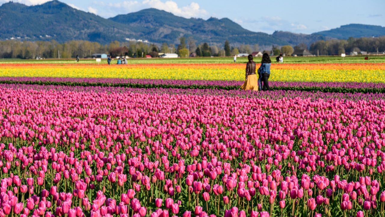 MOUNT VERNON, WA, USA – APRIL 14, 2023: RoozenGaarde Farm, Skagit Valley Tulip Festival, tourists enjoying a sunny spring day in a colorful tulip field