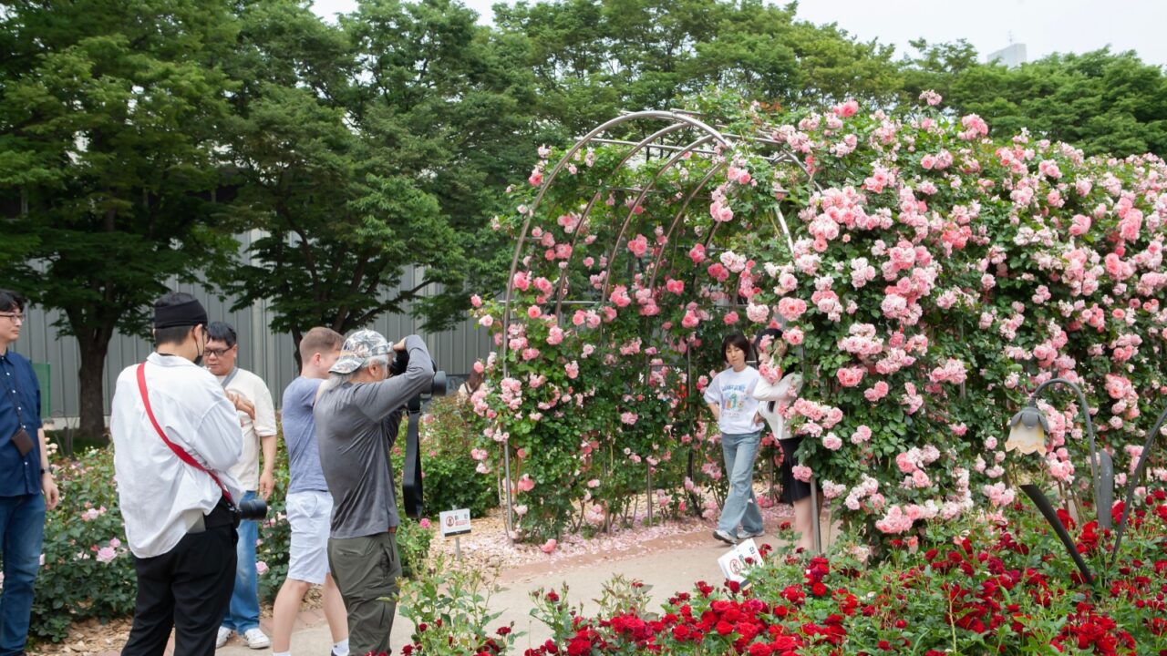 The Rose Festival is taking place at the Rose Square in Olympic Park, and people are taking commemorative photos.Seoul, South Korea 2025.5.31