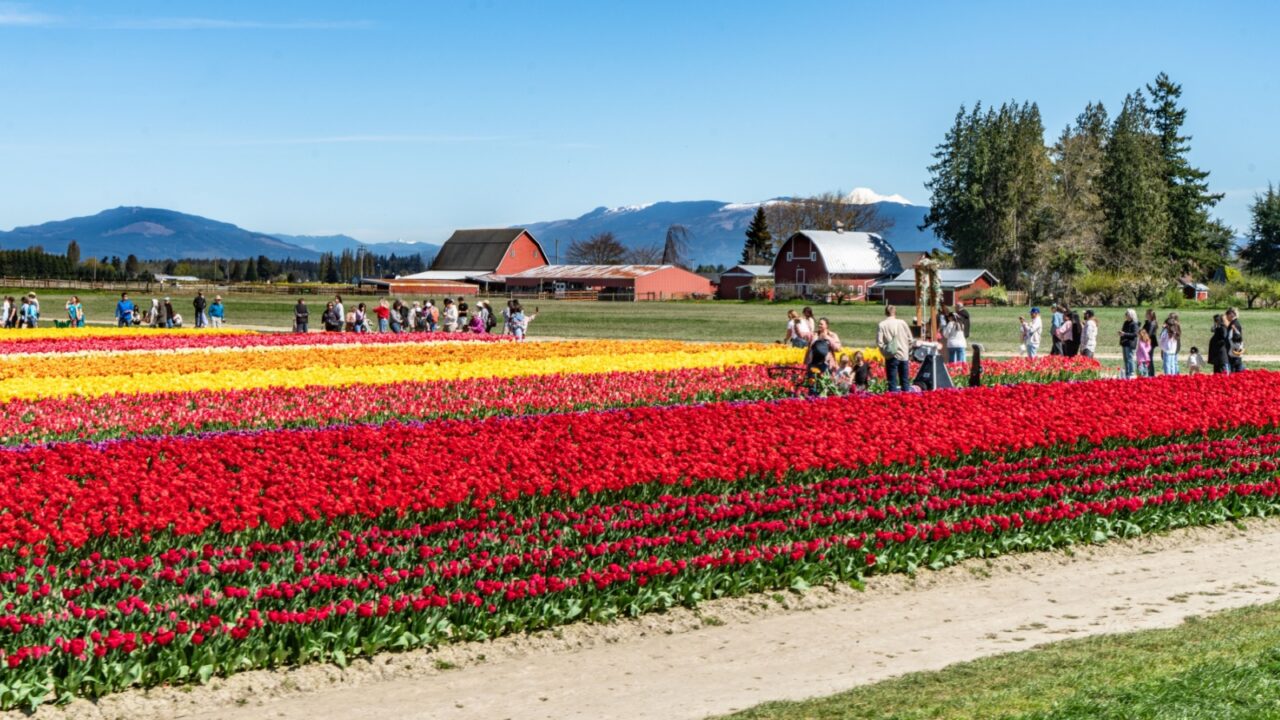 Mount WA., USA April 14th 2025: People enjoy colorful flowers at the Skagit Valley Tulip Festival in Mount Vernon, Washington.