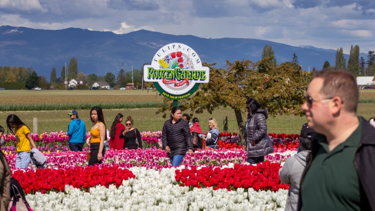 Mt. Vernon, Washington, United States - 04-28-2019: Several varieties of tulips grow at the RoozenGaarde fields during the Skagit Valley Tulip Festival, with people walking and enjoying the sights.