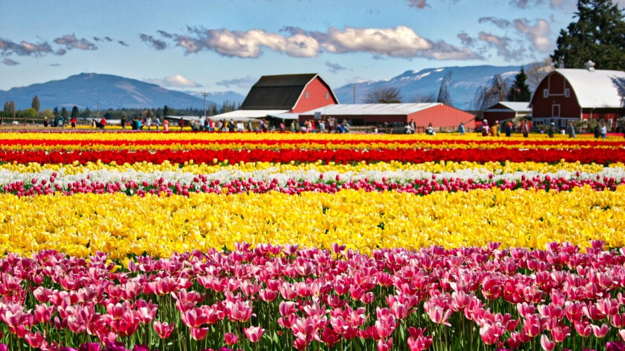 Tulip Fields in bloom in Skagit Valley Washington