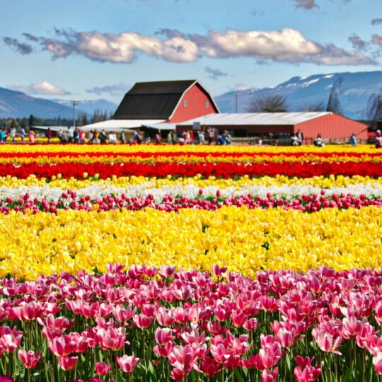 Skagit Valley Tulip Festival boosts spring travel in Washington