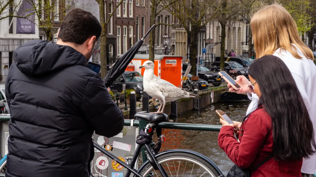 april 26 2023 amsterdam netherlands young seagull posing on photo