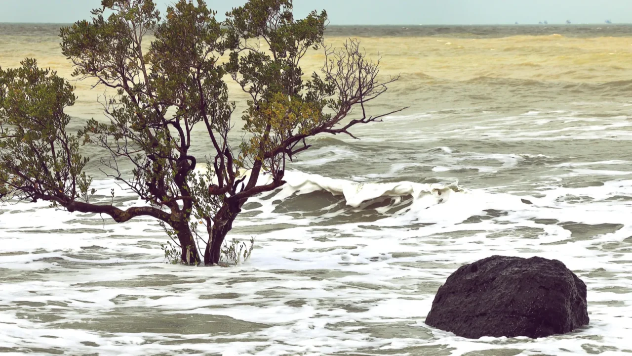 beach erosion trees in the surf due to changing tide