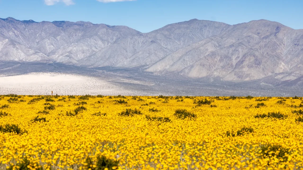 beautiful landscape spring bloom death valley national park california usa