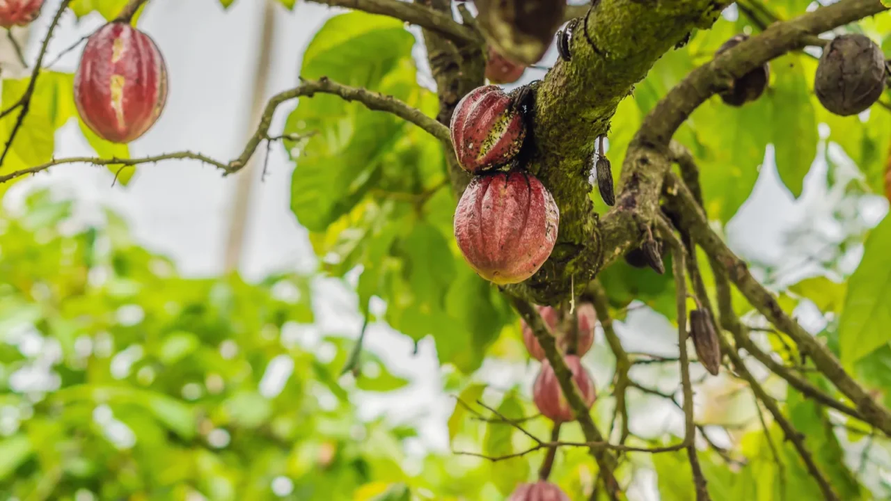 cacao tree theobroma cacao organic cocoa fruit pods in nature
