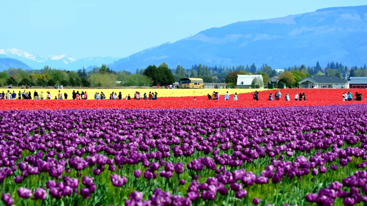 colorful tulips in skagit valley tulip field