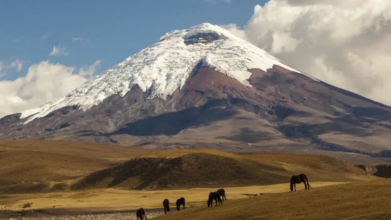 cotopaxi volcano and wild horses