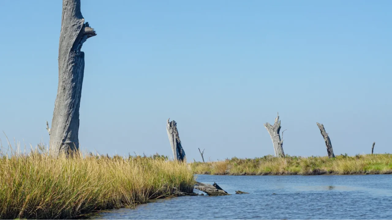 dead trees on the coast of louisiana due to salt