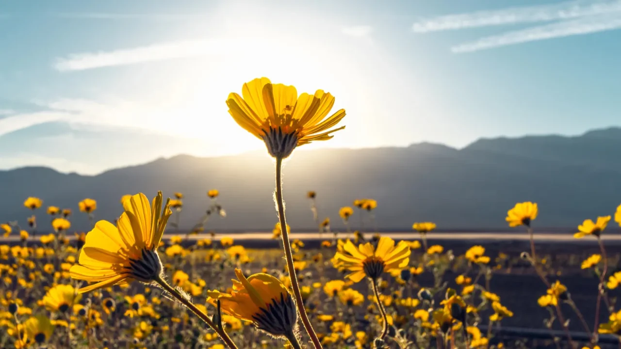 desert blossom sunflowers at sunset death valley national park
