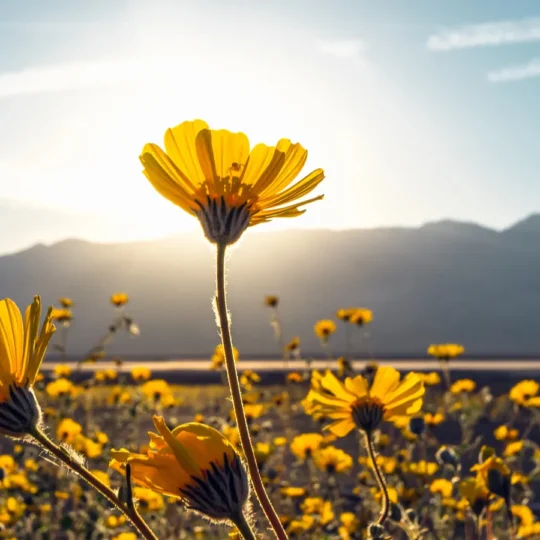 A rare superbloom is transforming Death Valley like never before in a decade