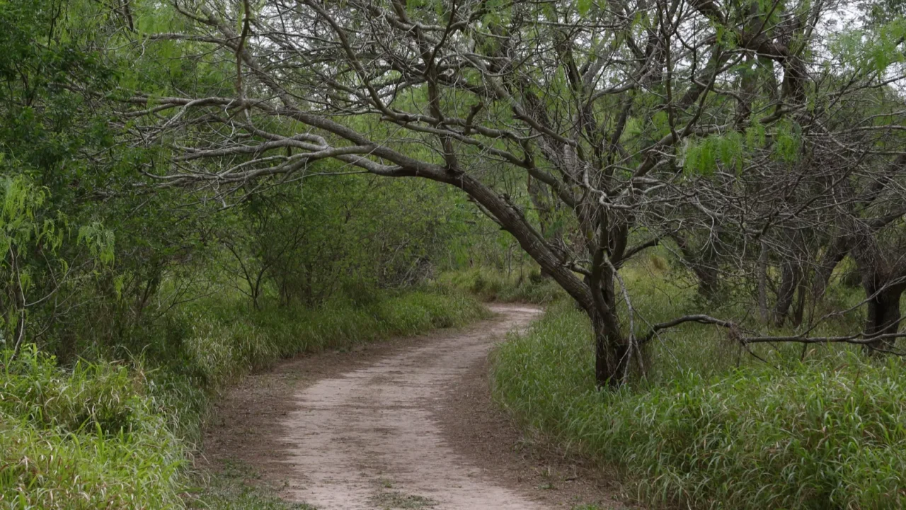 dirt road at sabal palm sanctuary brownsville texas