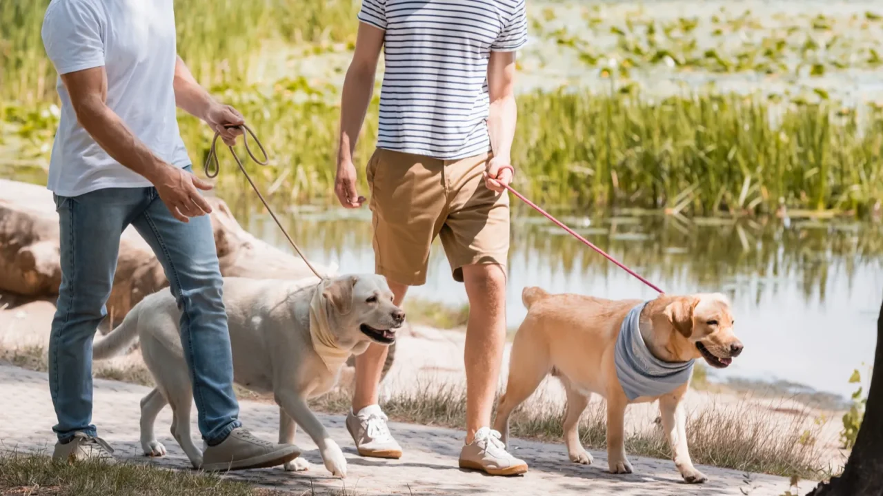father and son looking at each other and holding leashes