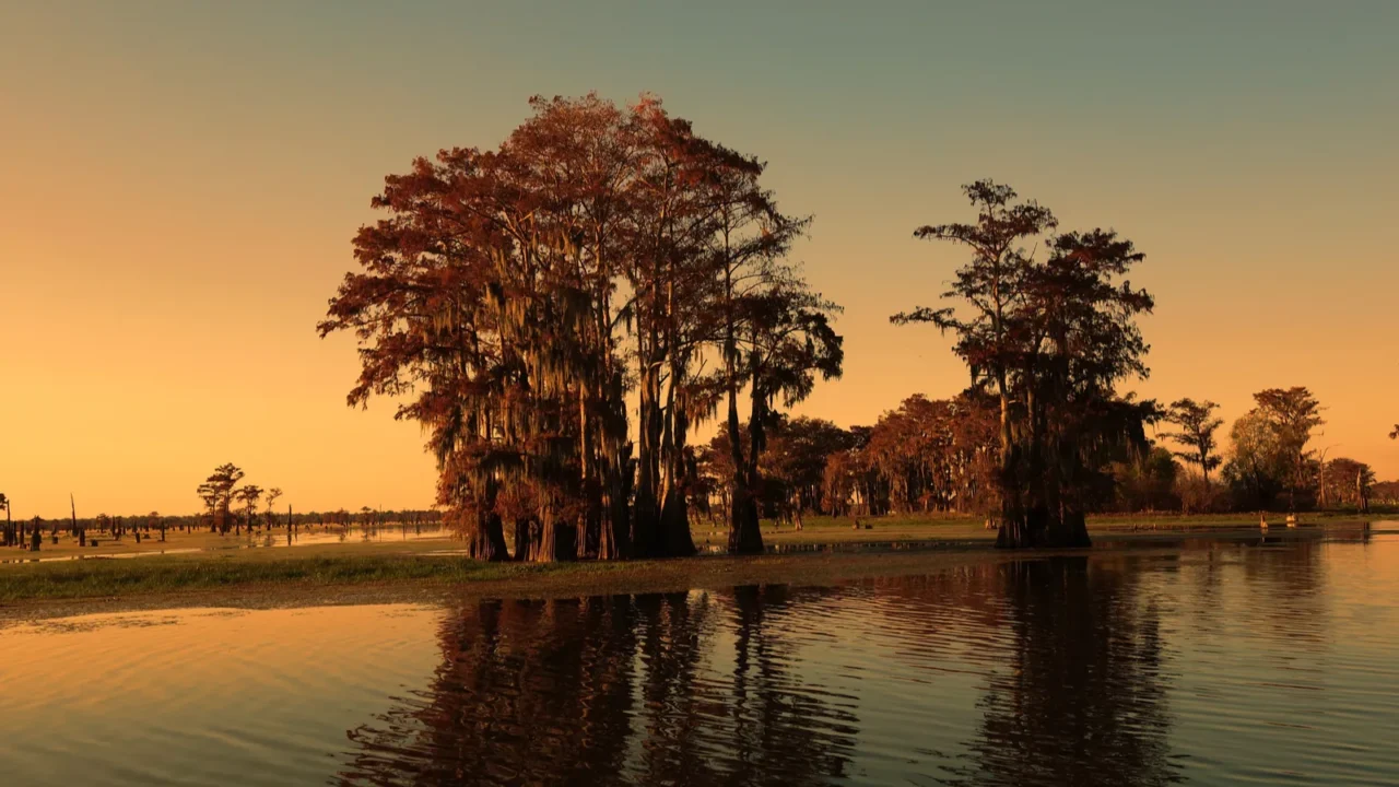 louisiana bayou and cypress trees