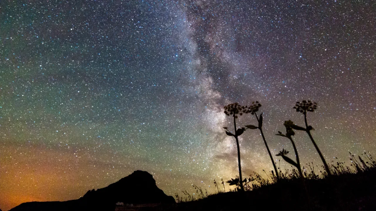 milky way over silhouetted flowers and mountains at glacier national