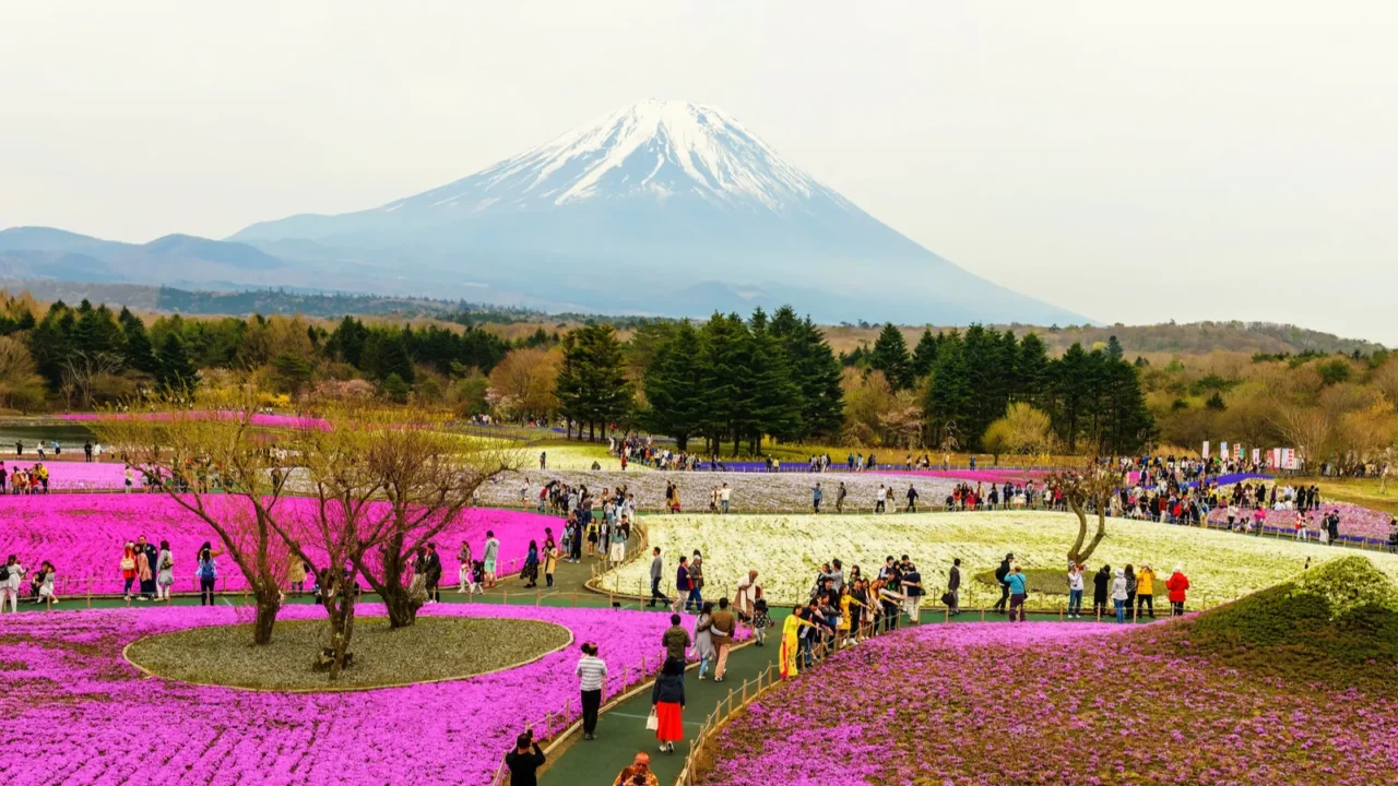 people visit fuji shibazakura