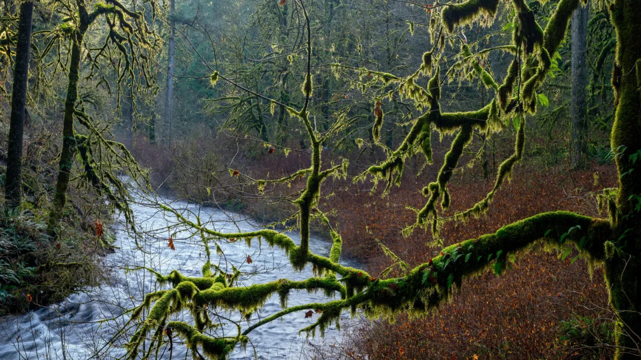 stream winds beyond a mosscovered tree oregon