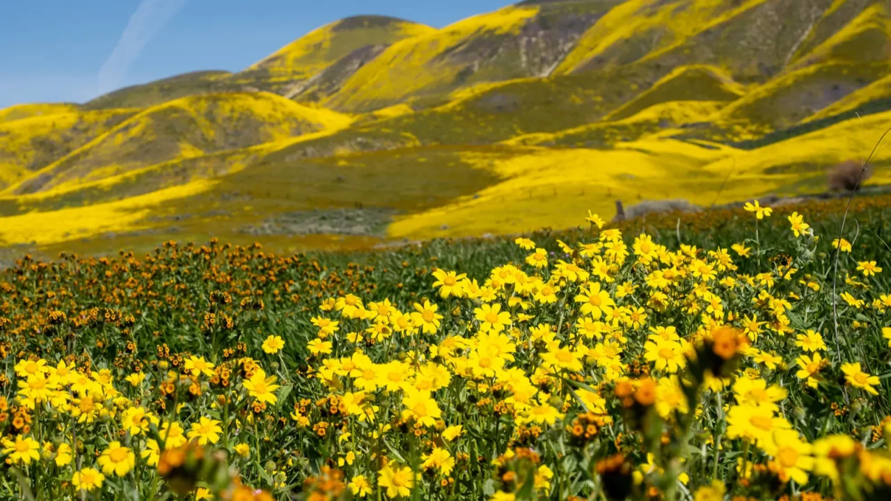 super bloom at carrizo plain national monument in california hi
