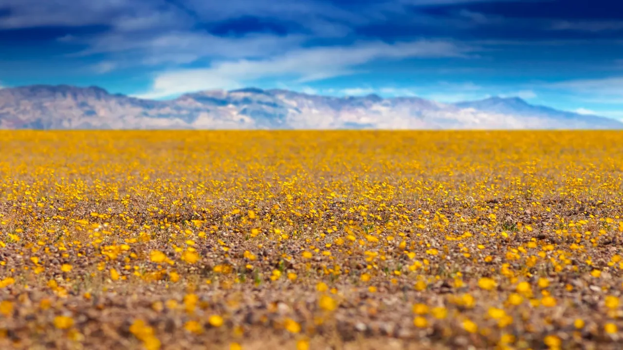 super bloom in death valley california
