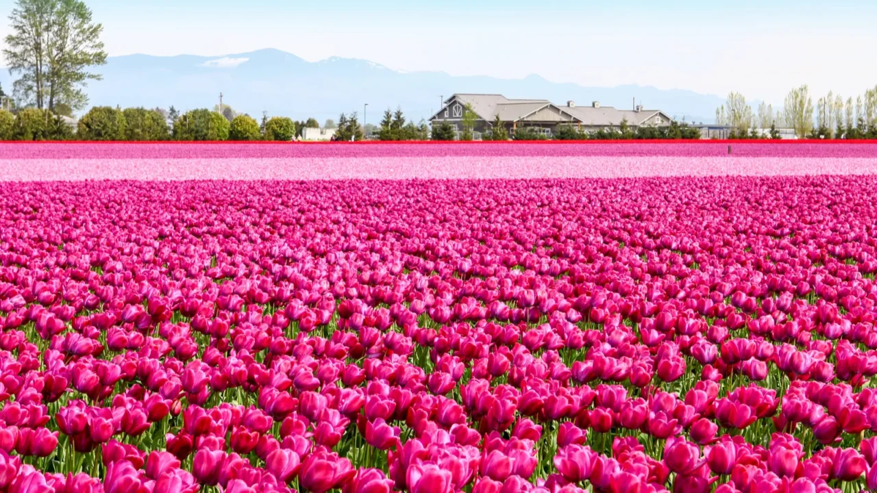 vibrant fields of colorful tulips carpet skagit valley tulip festival