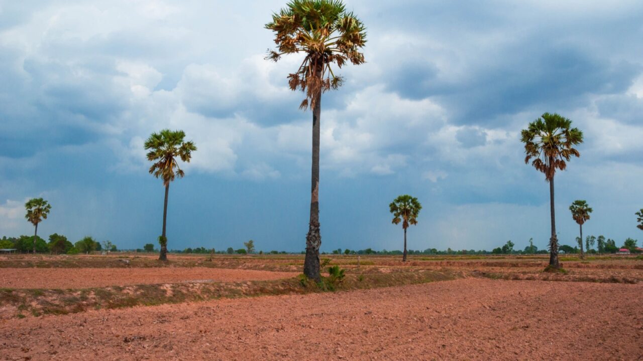 Drought in the rice field The result of the rain. During the rainy season in northeastern Thailand Southeast Asia