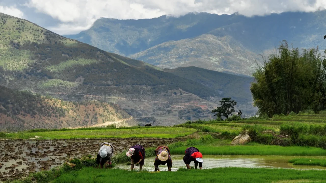 womaen harvesting rice in bhutan